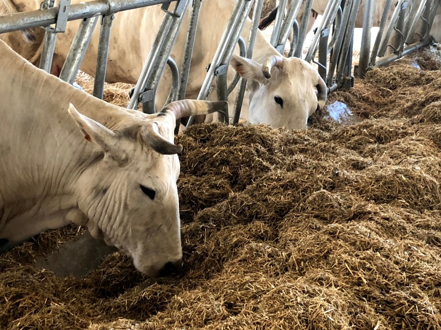 Tuscany cows