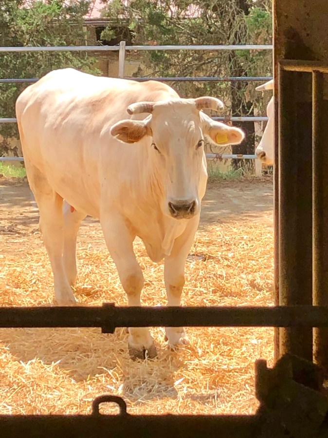 Tuscany cows