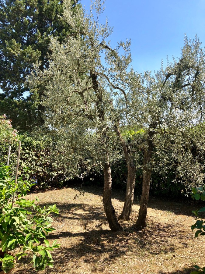 olive tree
