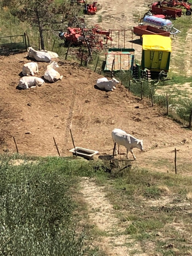 Poggio Alloro farm
