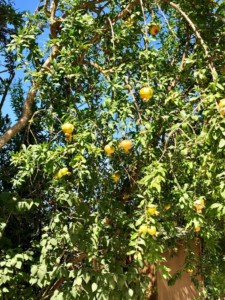 Pomegranate tree