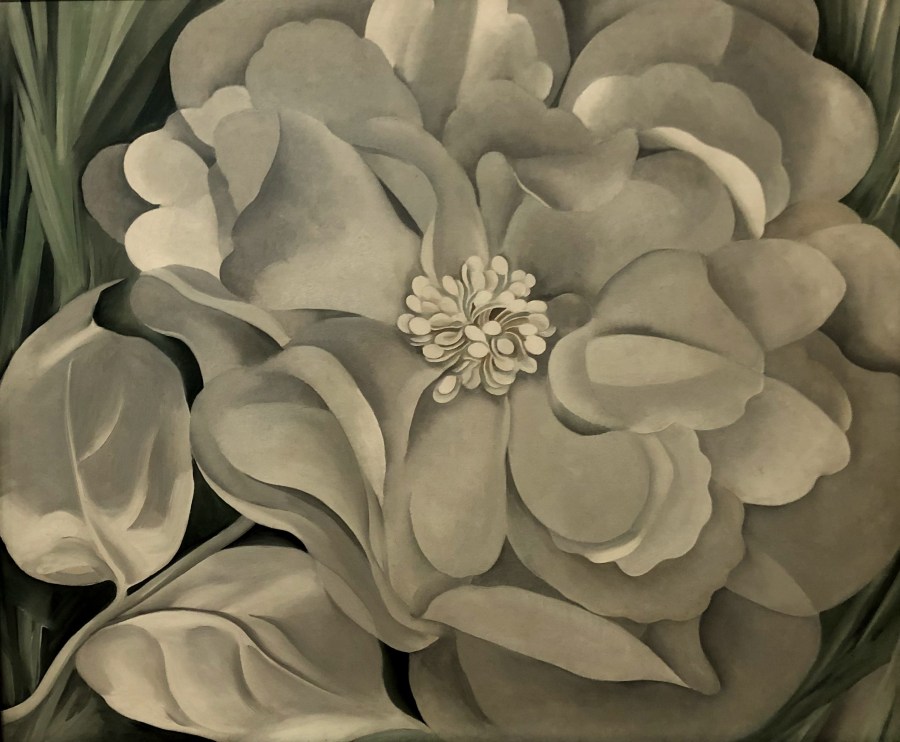 The White Calico Flower, Georgia O'Keeffe