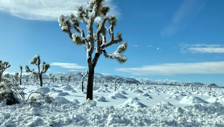 Joshua tree
