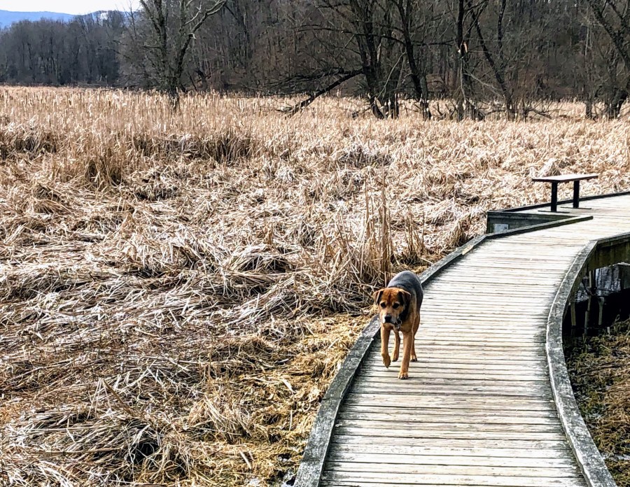 Pochuck boardwalk