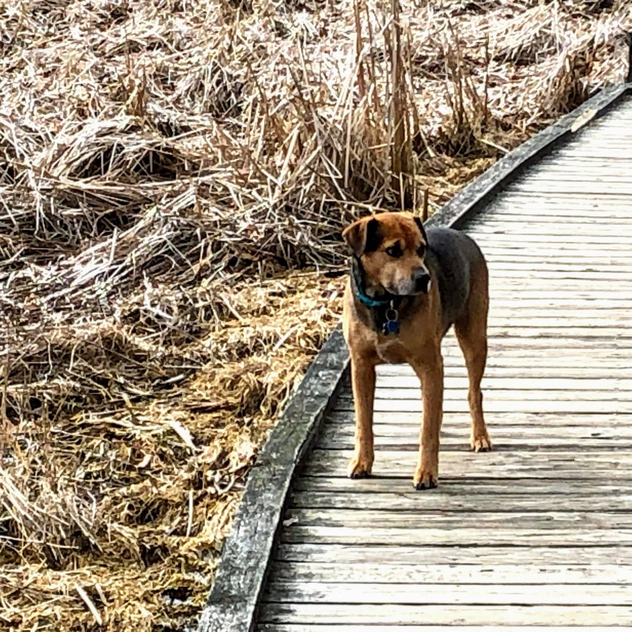 Pepper hiking