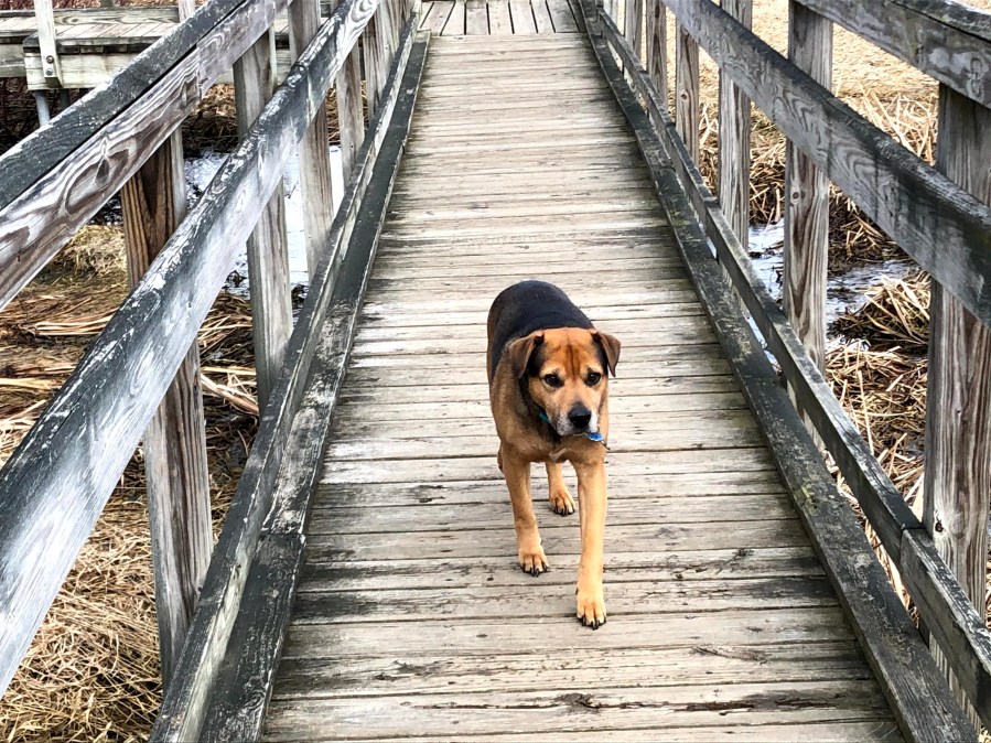 Pepper crossing the bridge