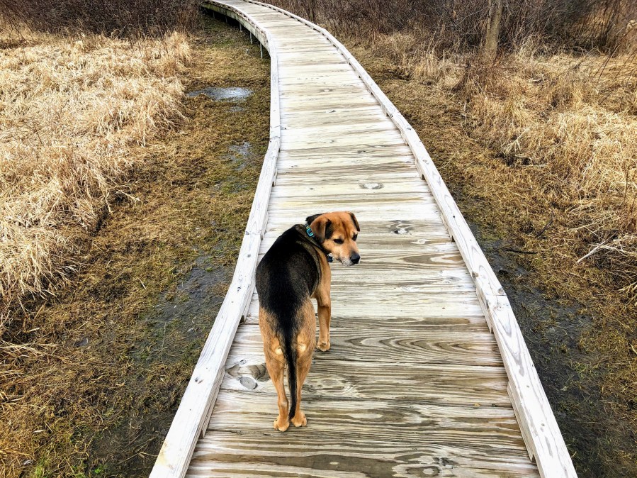 Pochuck boardwalk