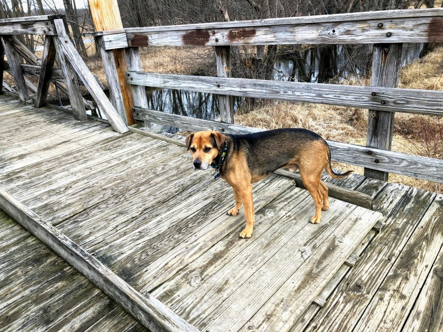 Pochuck boardwalk