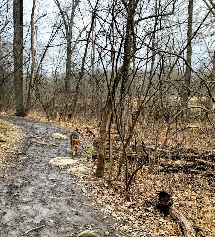 Pochuck boardwalk