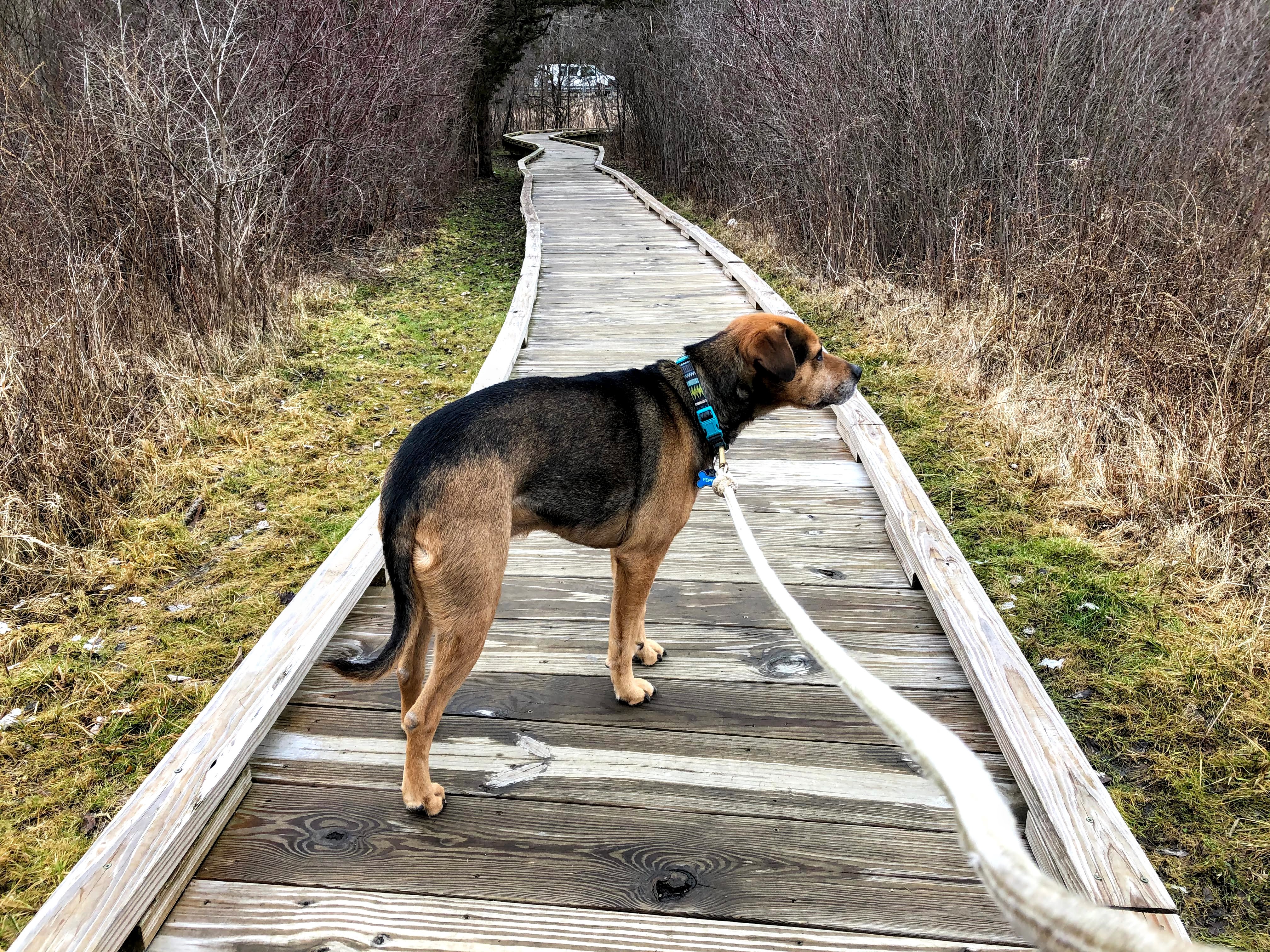 Pochuk boardwalk