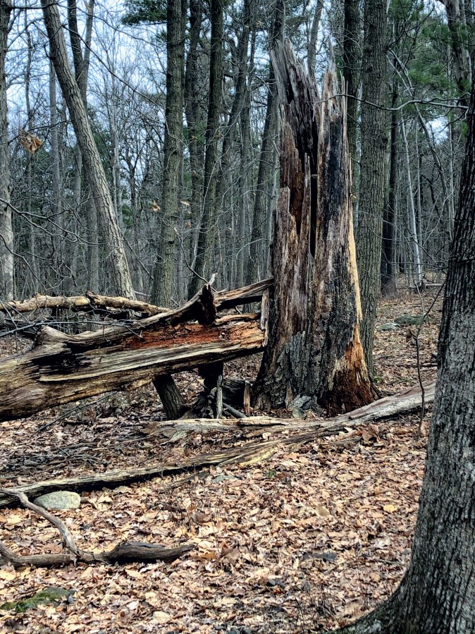 MIlls Reservation