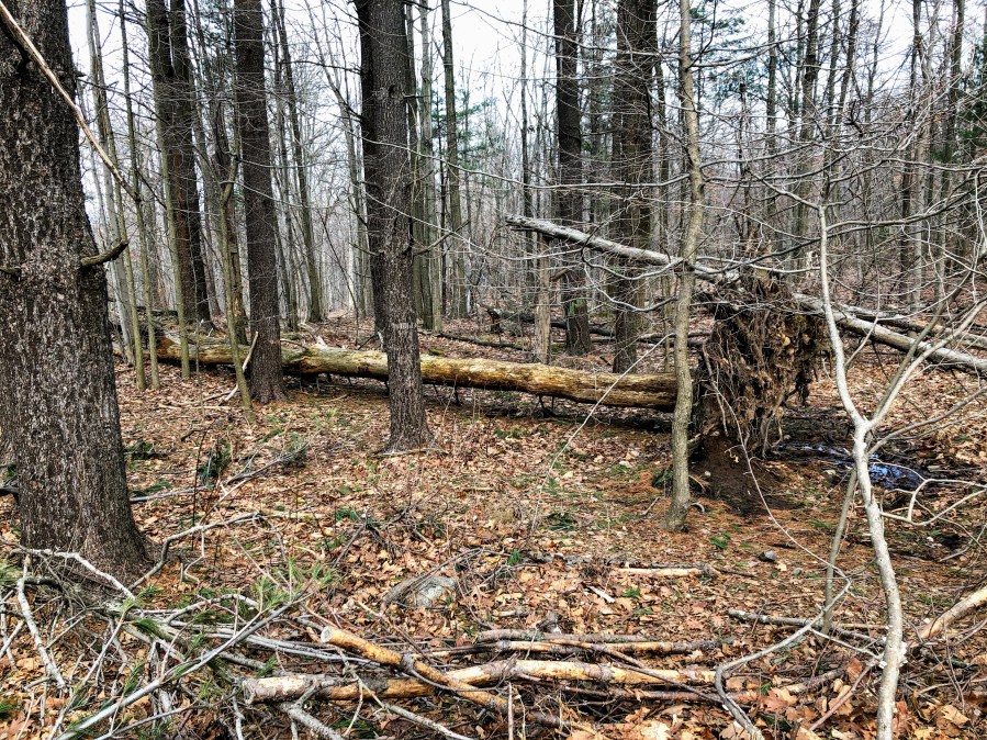 MIlls Reservation