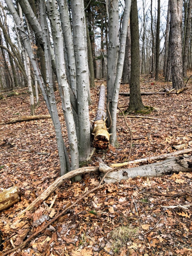 MIlls Reservation