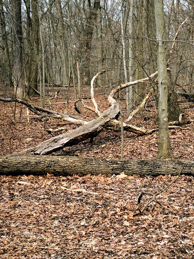 MIlls Reservation