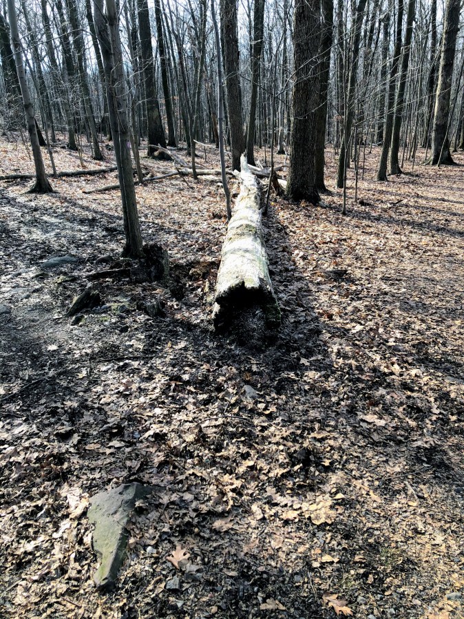 MIlls Reservation