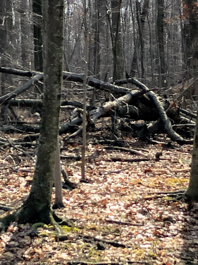 MIlls Reservation
