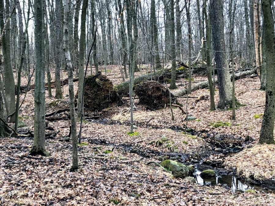 MIlls Reservation