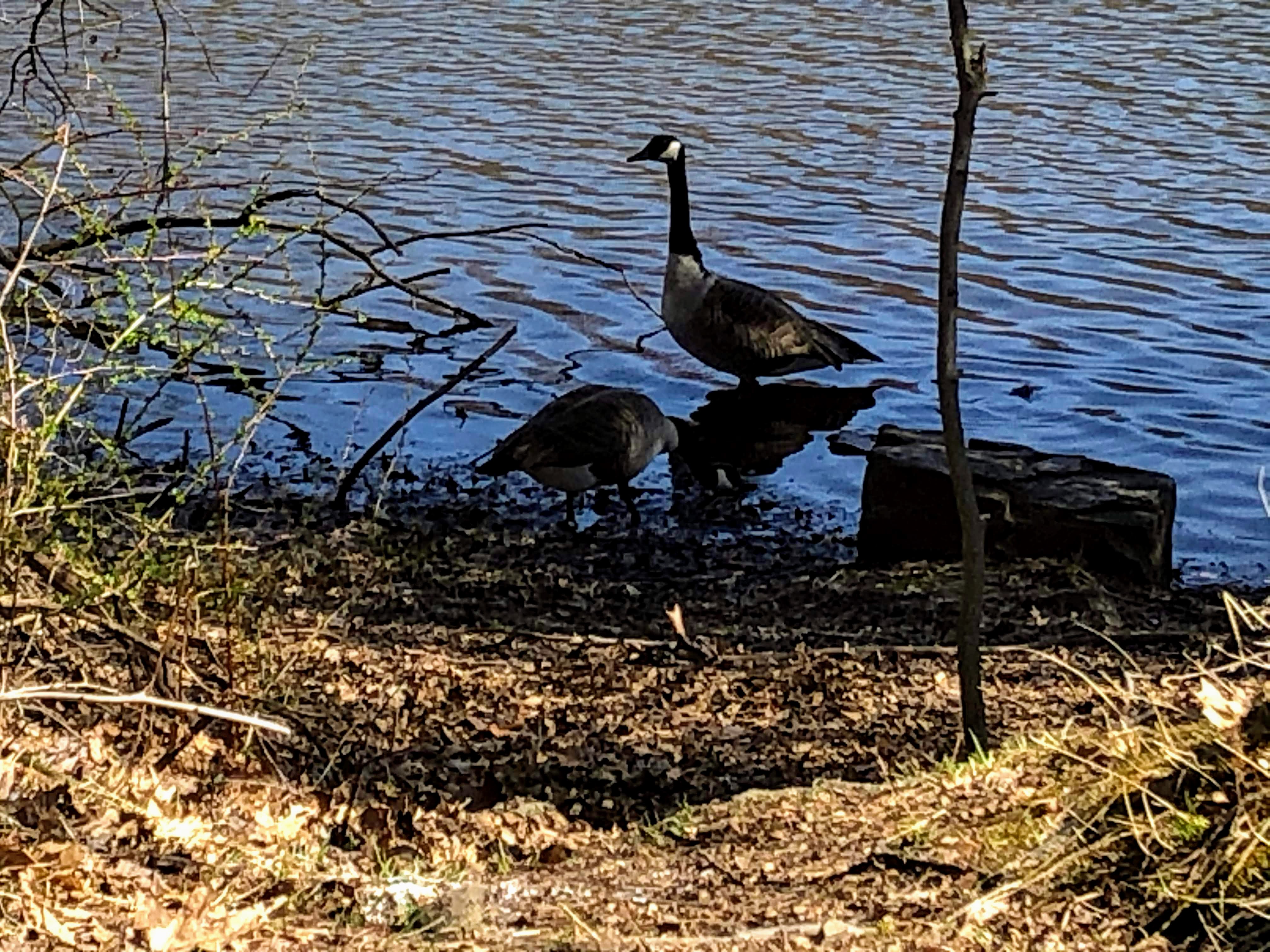 Garret Mountain geese