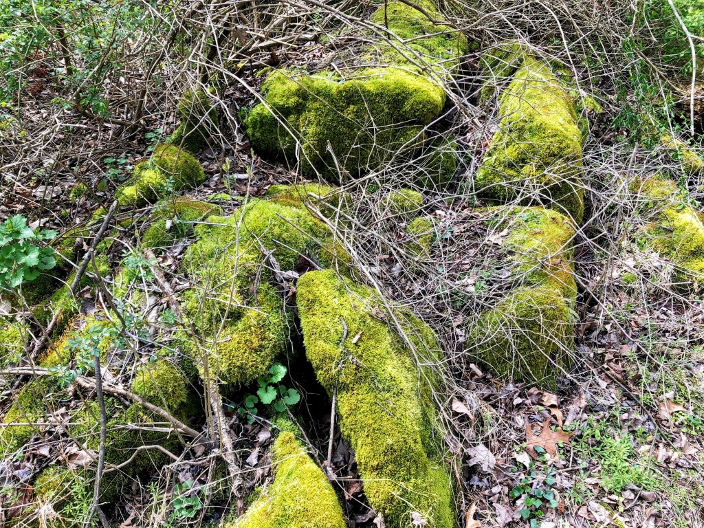 moss on rocks at Goosepond