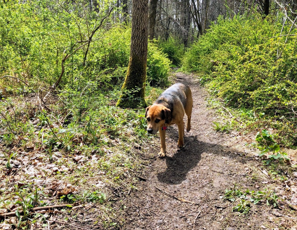 Goosepond Mountain State Park