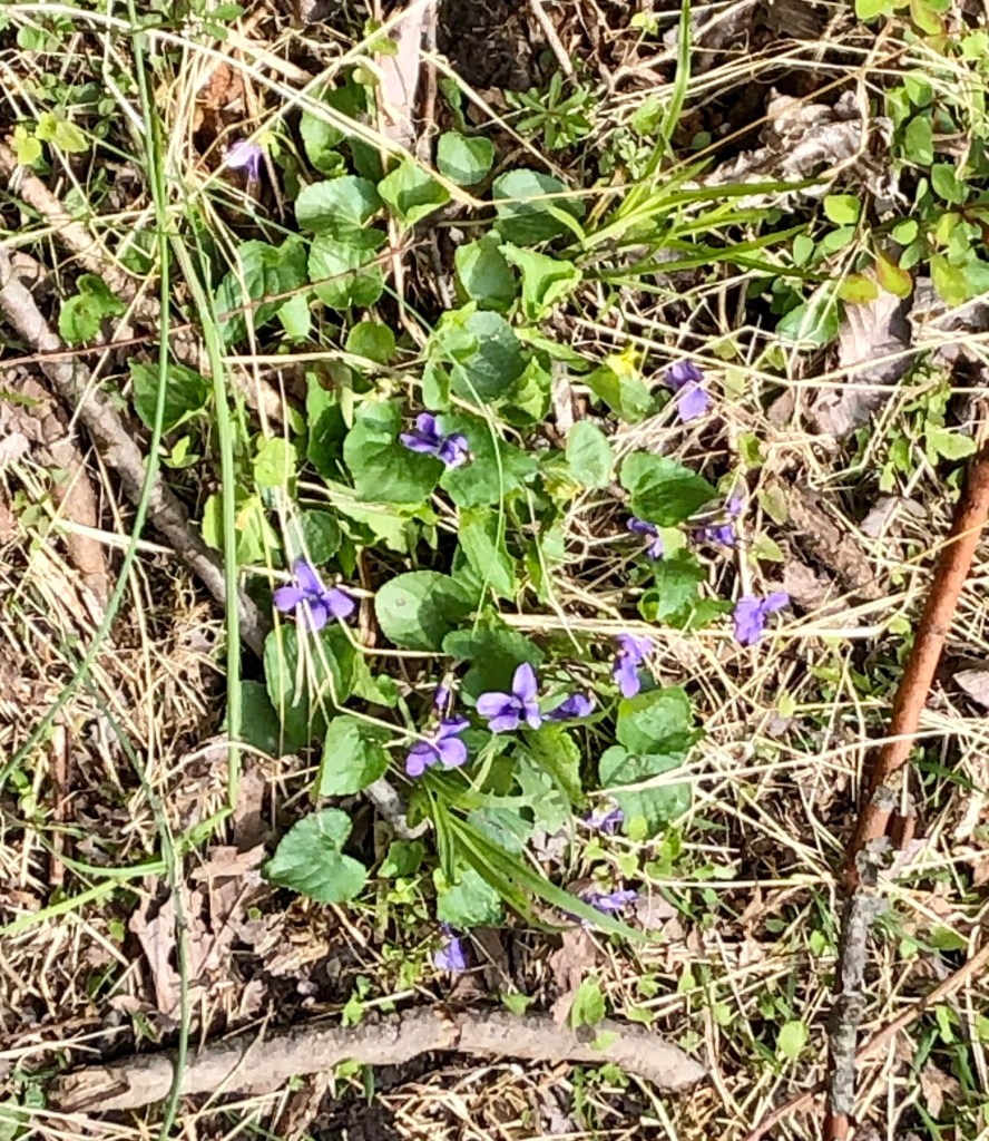 wildflowers at Goosepond