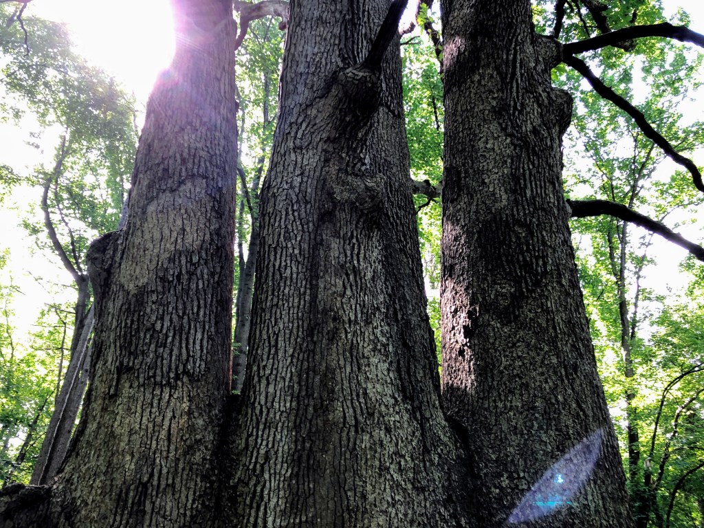 South Mountain Reservation