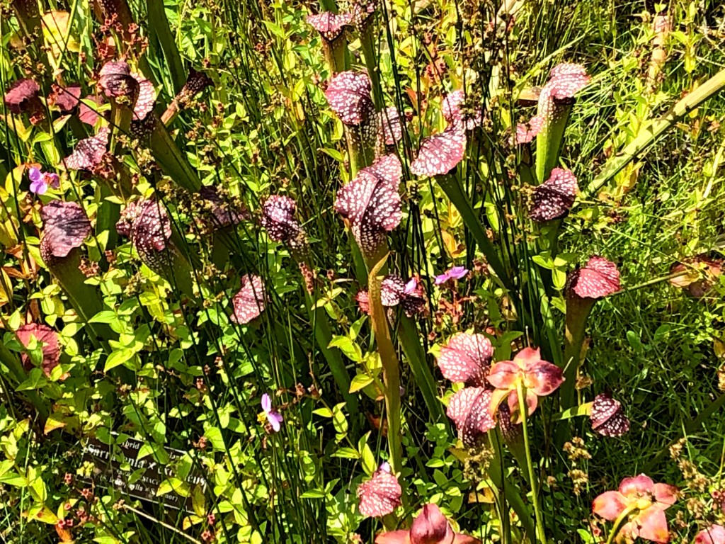 Hybrid pitcher plant
