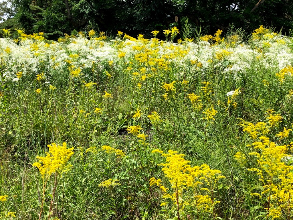 wildflowers at New York Botanical Garden