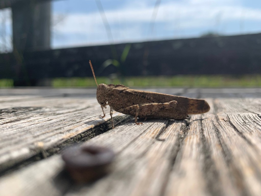 Carolina grasshopper