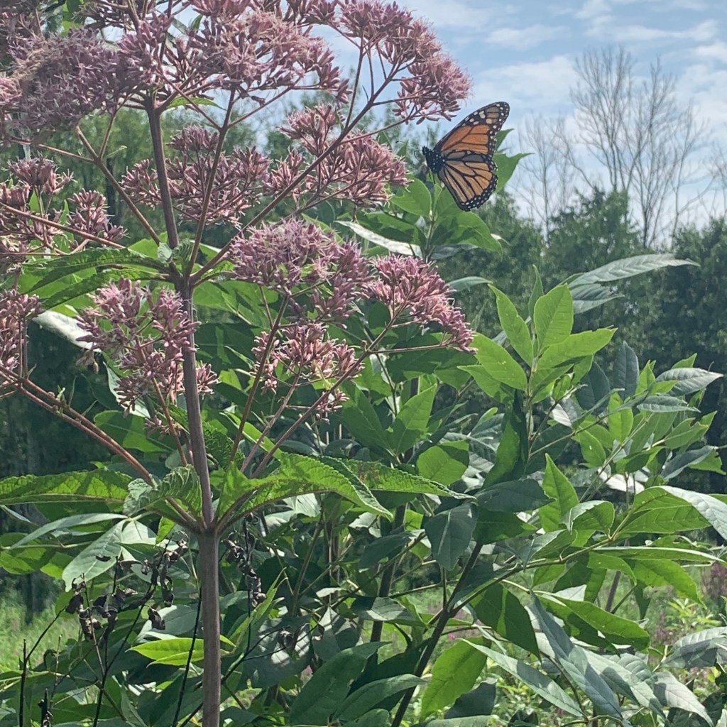 Monarch butterfly