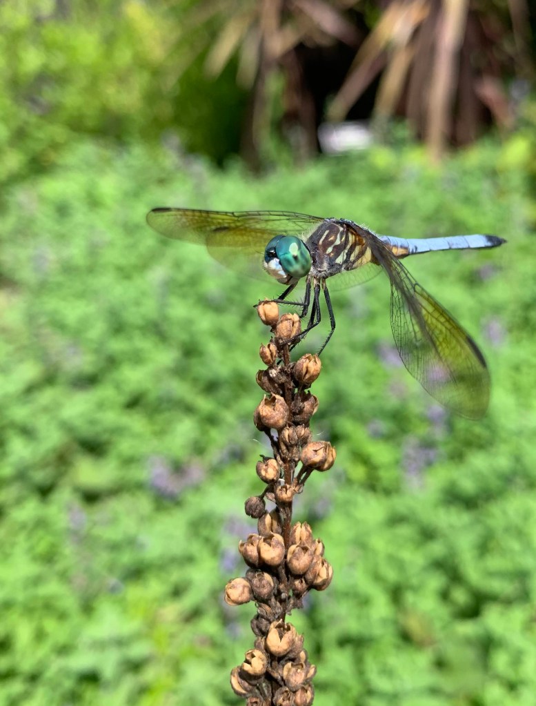 Dragonfly