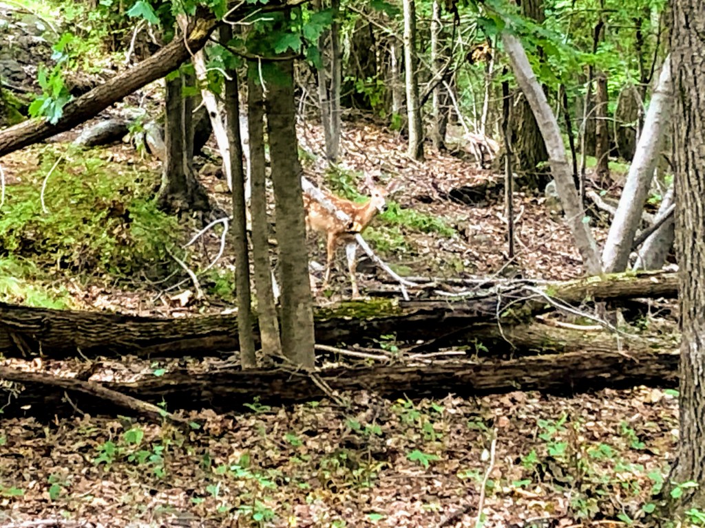 Eagle Rock Reservation
