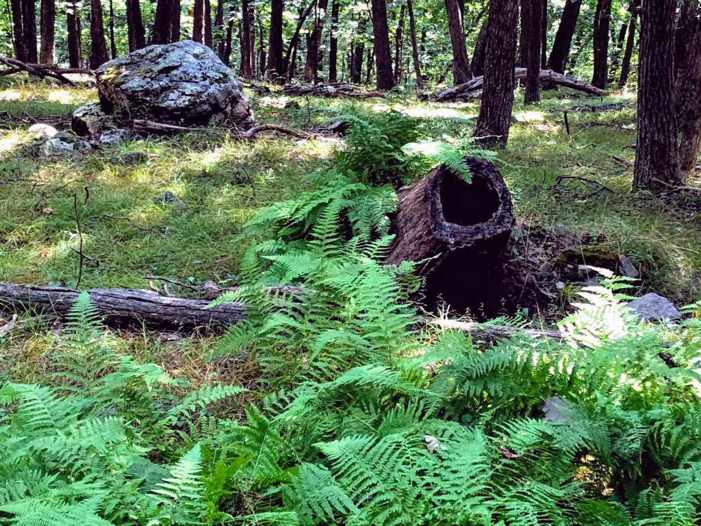 Cedar Lakes Estates hiking trail