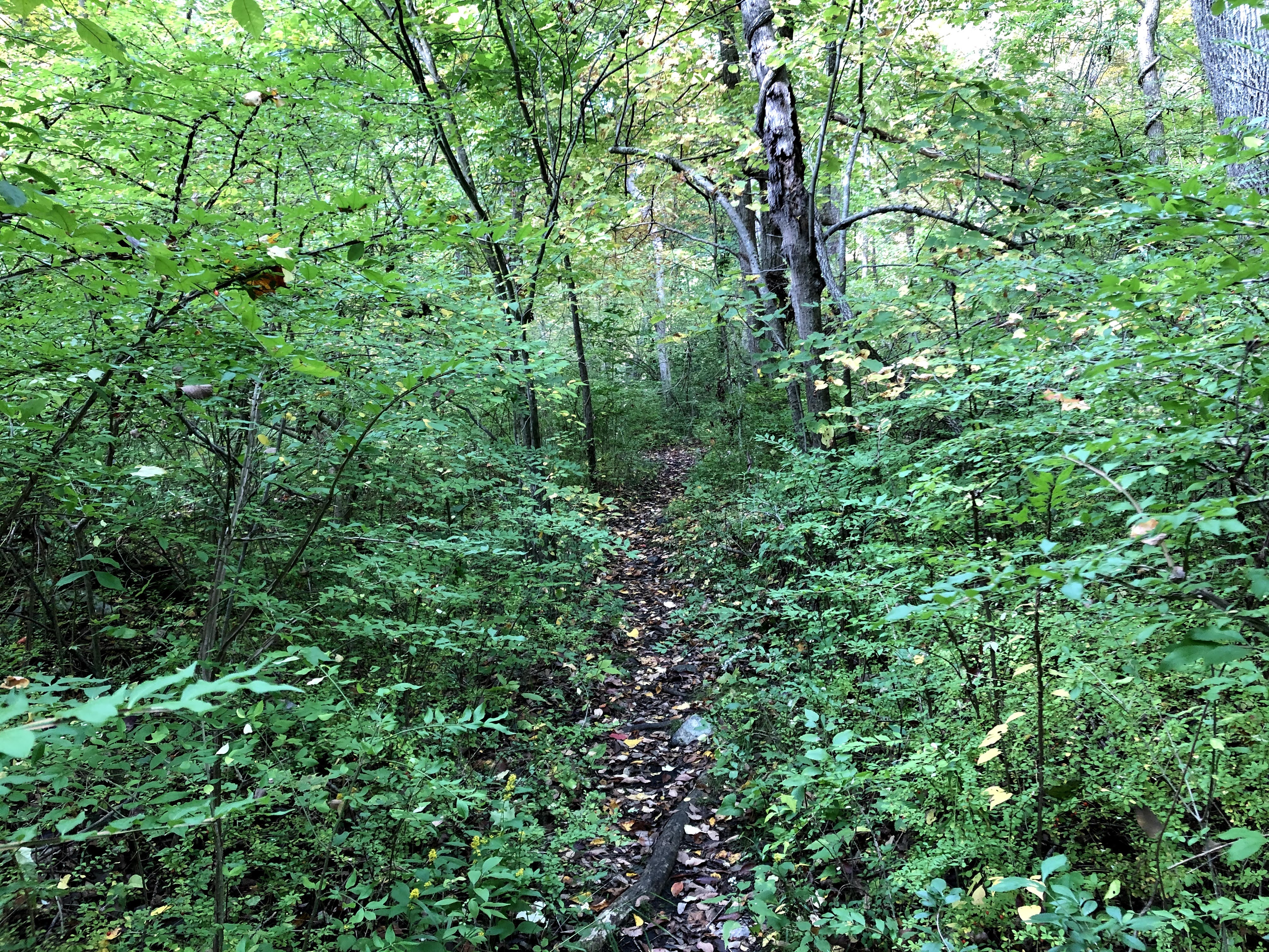 Hasenclever Iron Trail