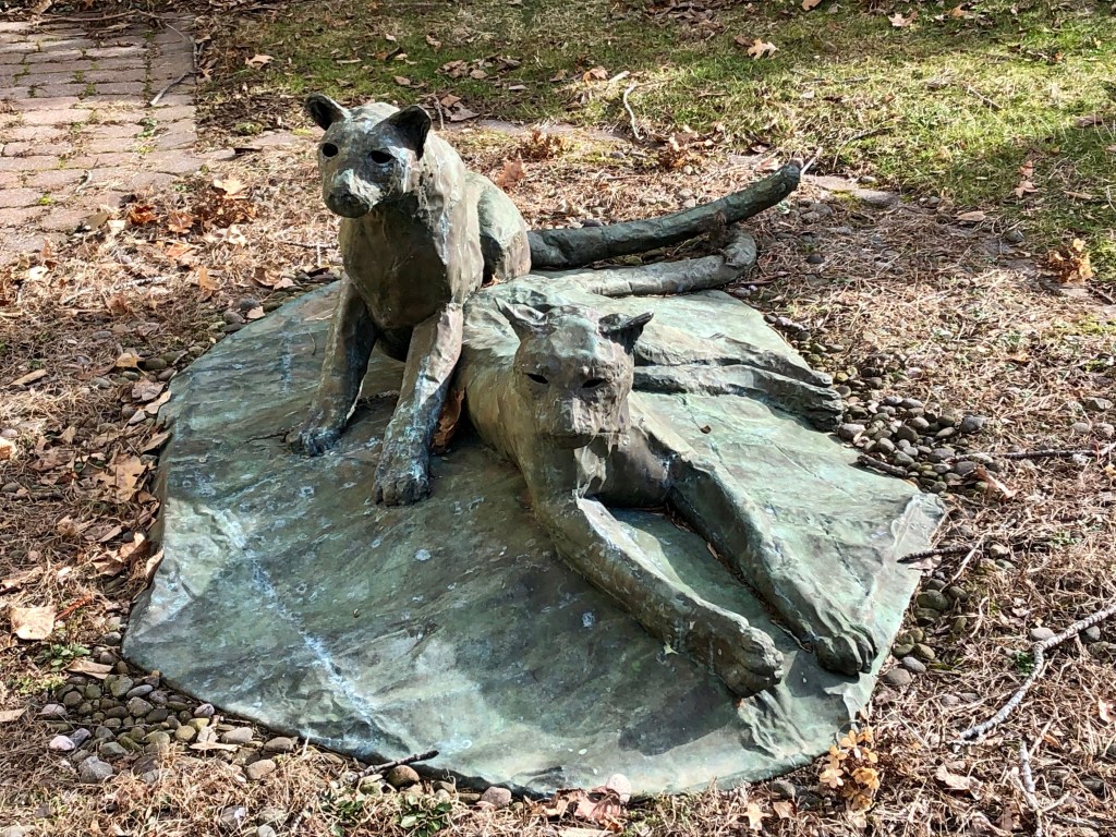 Leopards, Shayne Hayson