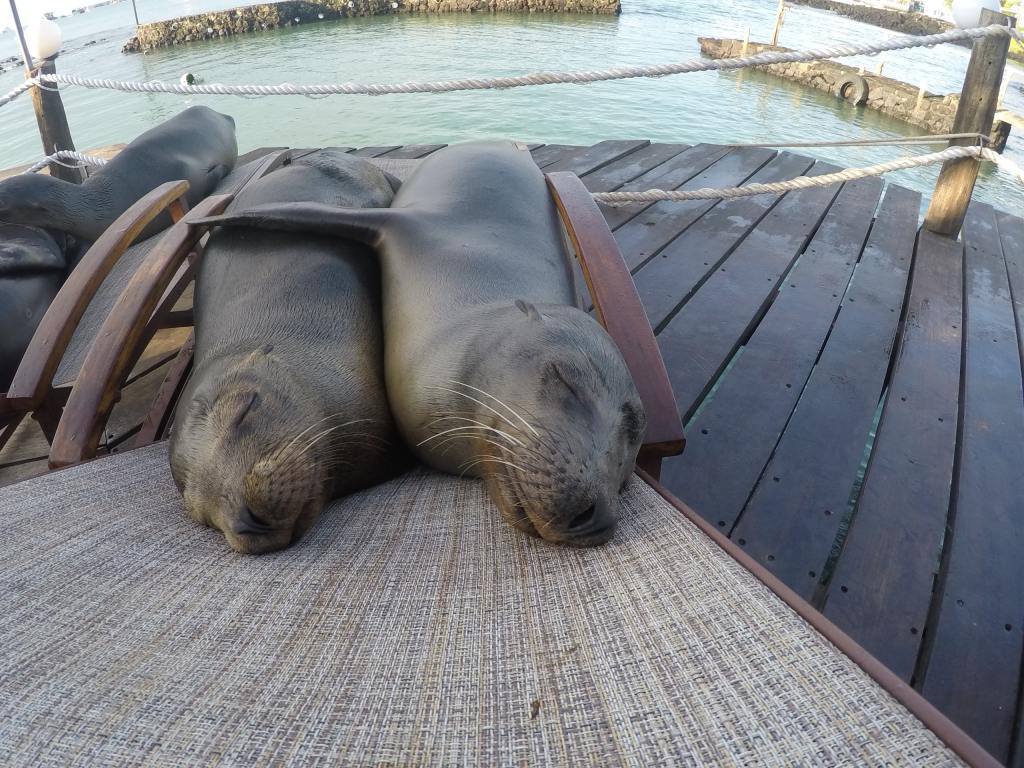 sea lions sleeping