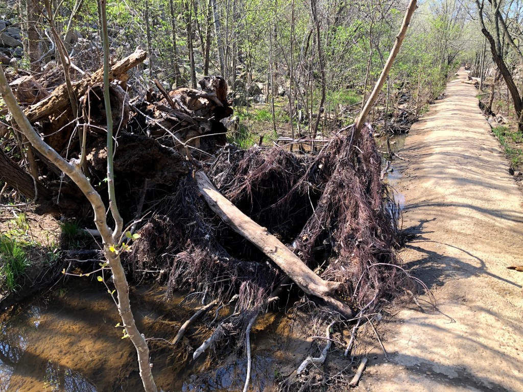Belle Isle hiking trail