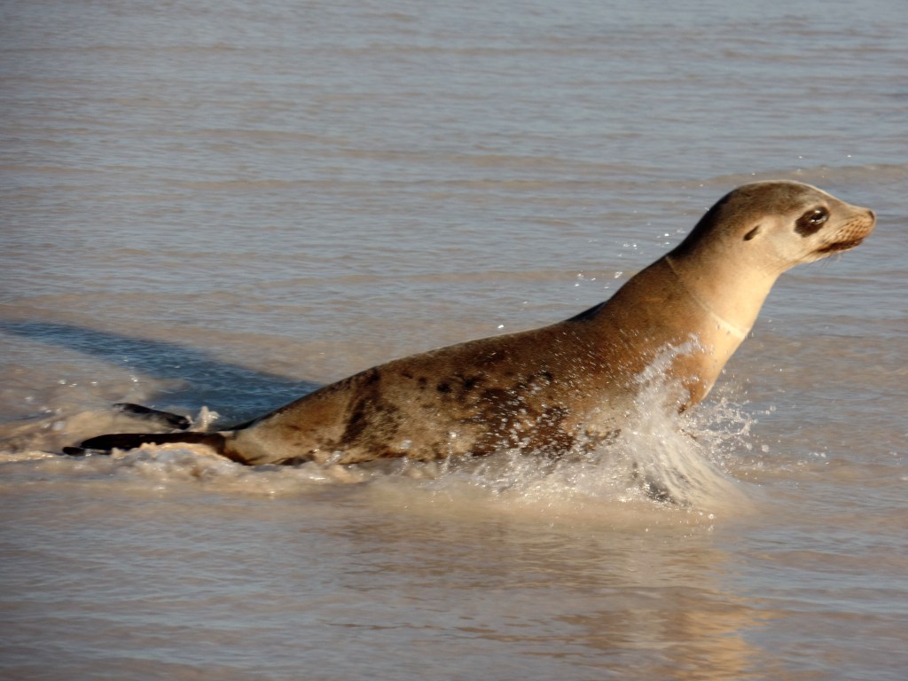 Galapagos sea lion
