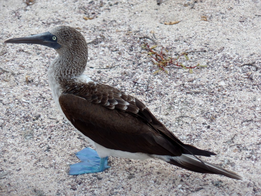 Blue-footed booby