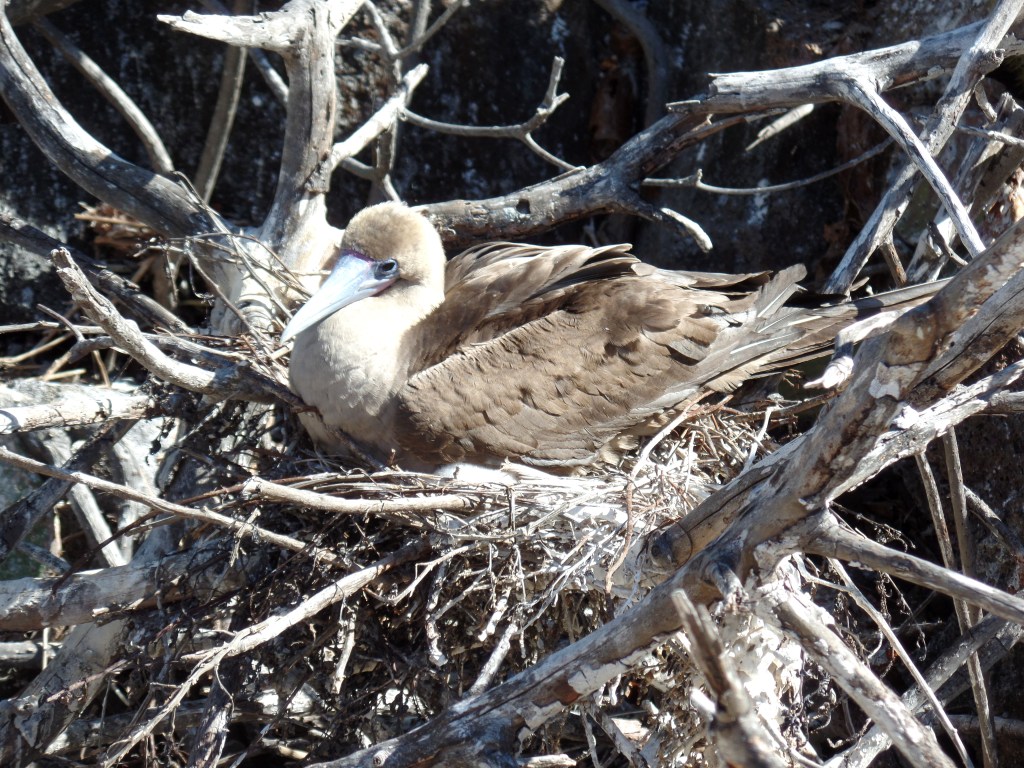 Red-footed booby