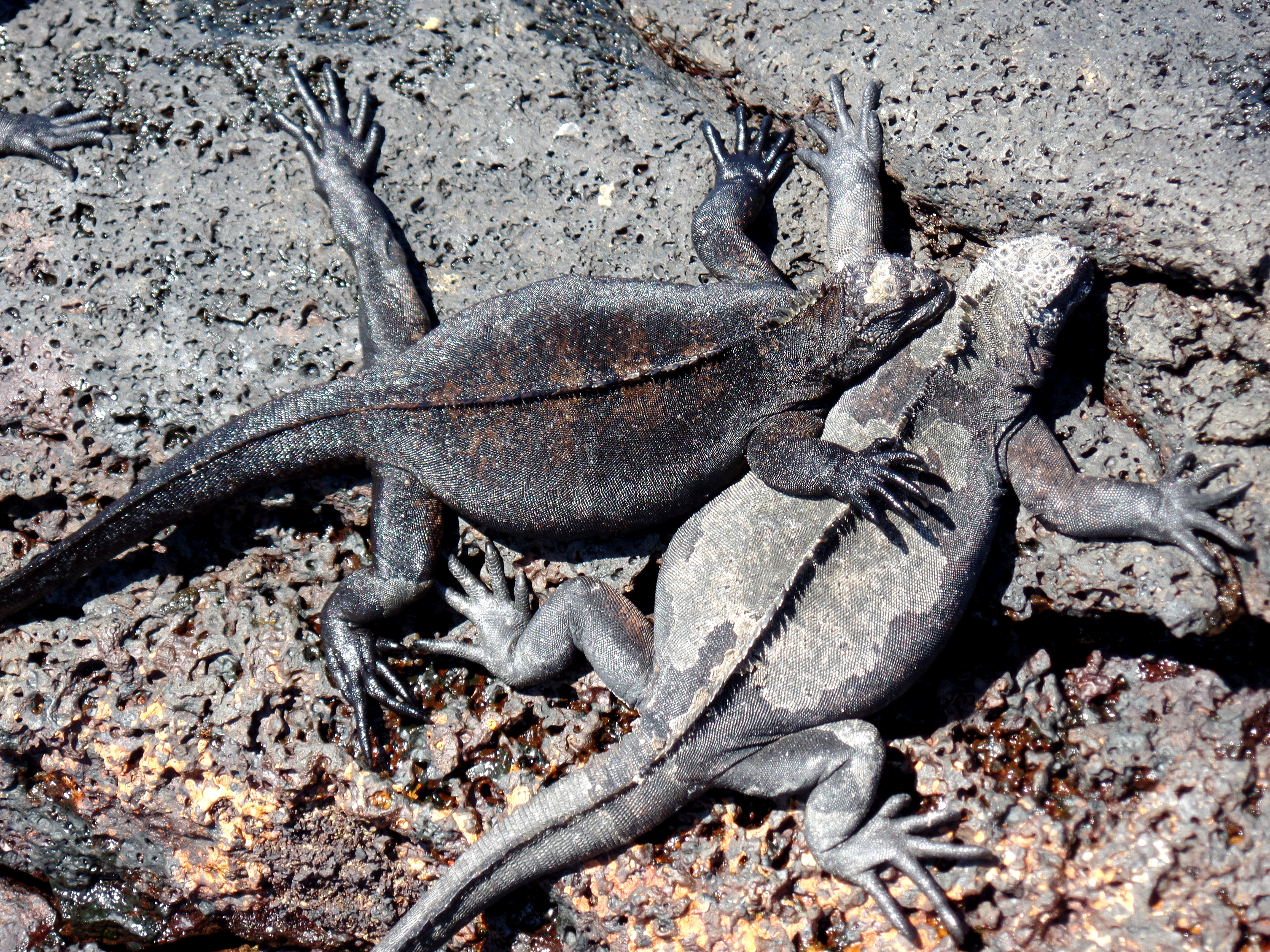 Iguana embrace