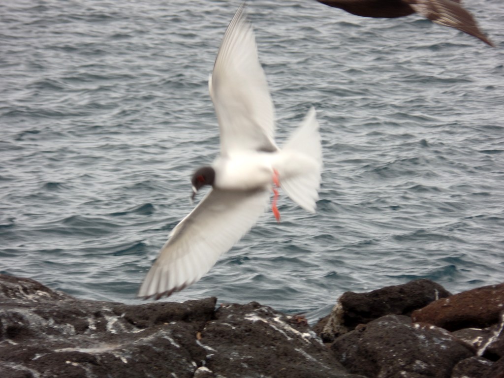 Swallow-Tailed Gull