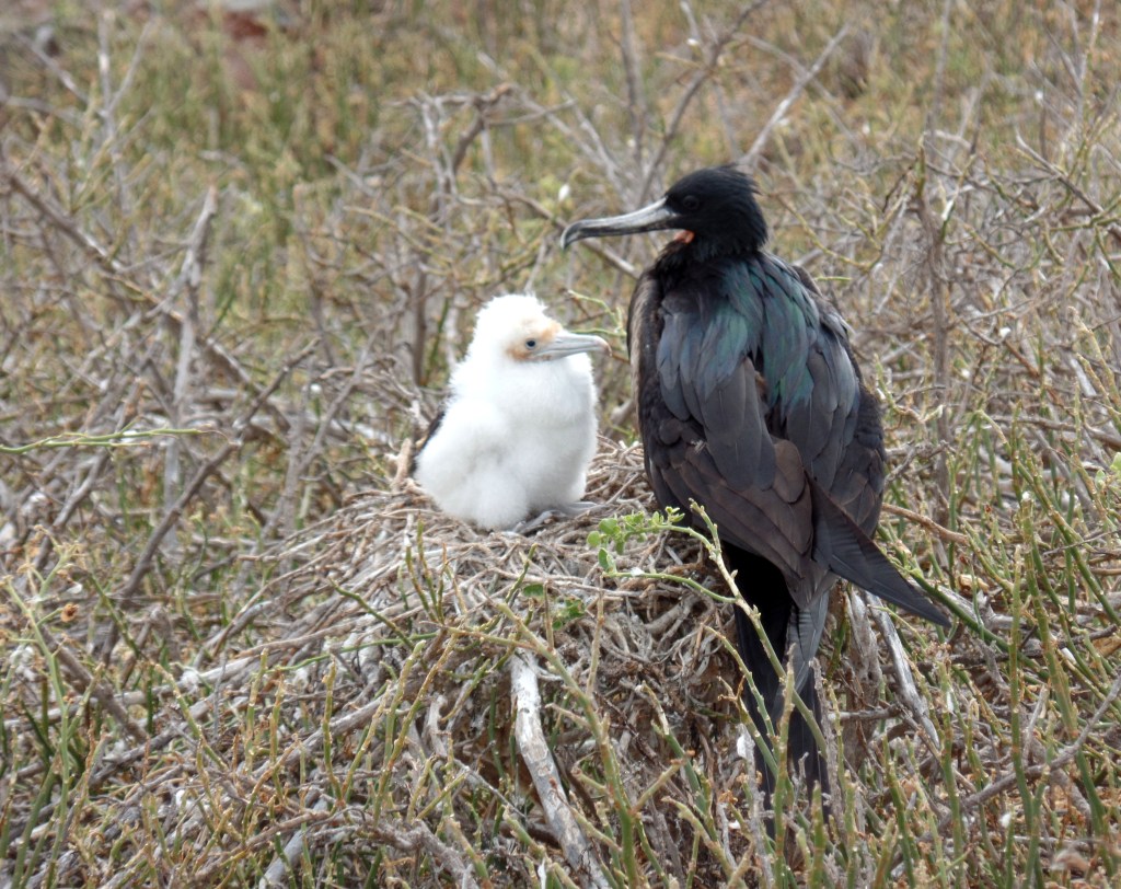 Frigatebird