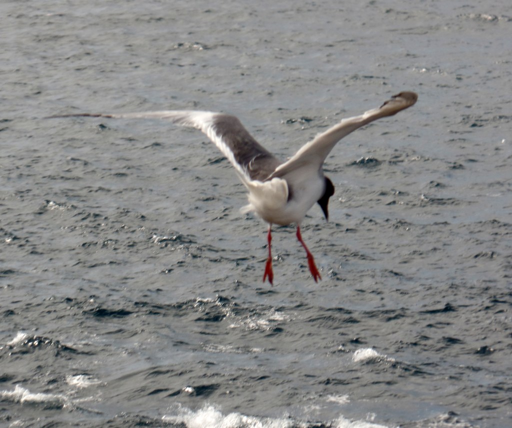 Swallow-Tailed Gull