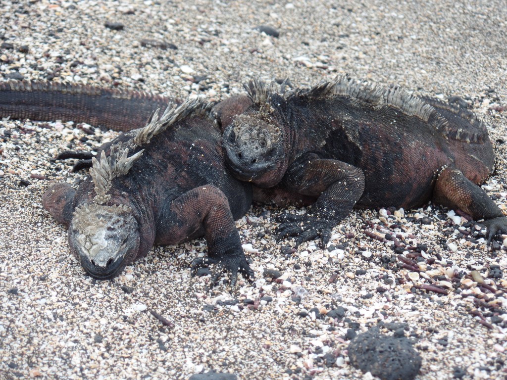 Galapagos iguanas