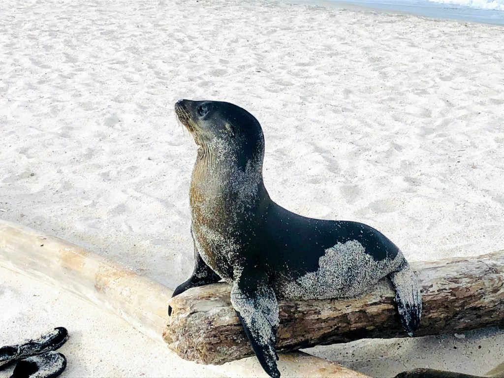 Galapagos sea lion