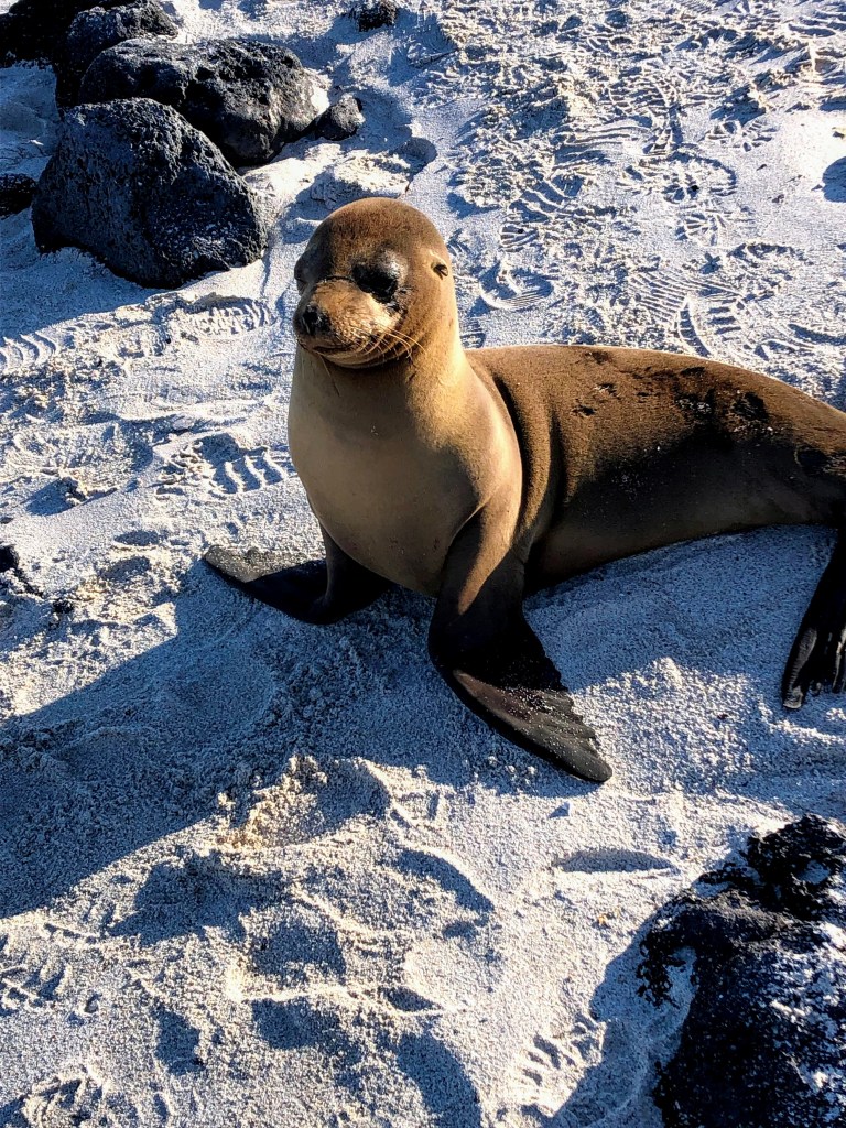 Galapagos sea lion
