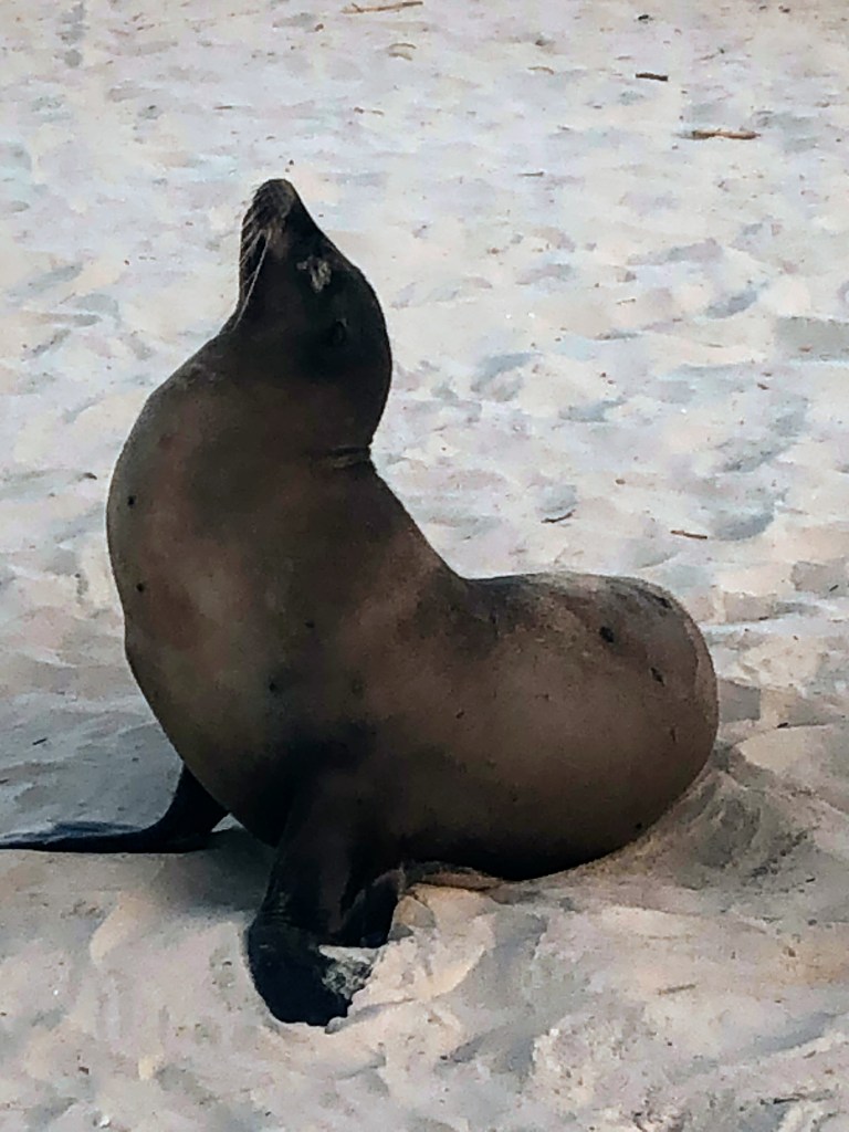 Galapagos sea lion
