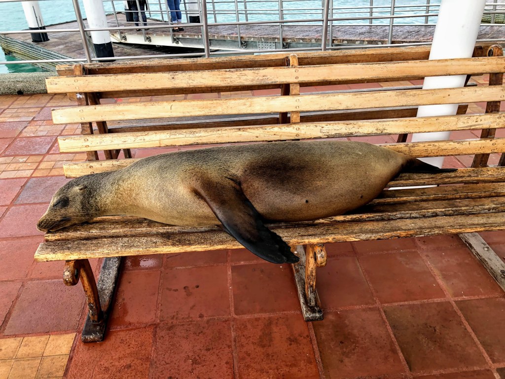Galapagos sea lion