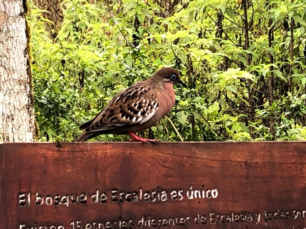 Galapagos dove
